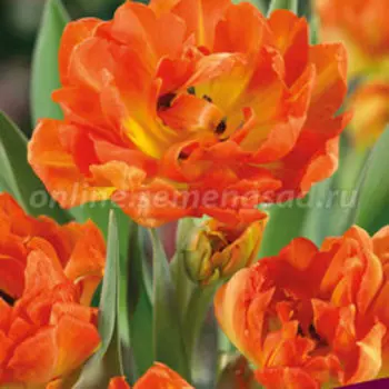 Тюльпан Махровый ранний Монте Ориндж (10 шт.)