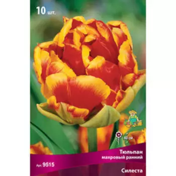 Тюльпан Махровый ранний Силеста (10 шт.)