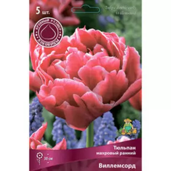 Тюльпан Махровый ранний Виллемсорд 12+ (5 шт.)