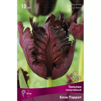 Тюльпан попугайный Блэк Пэррот (10 шт.)
