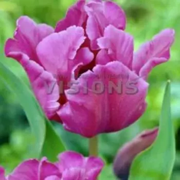 Тюльпан попугайный Блу Пэррот (10 шт.)