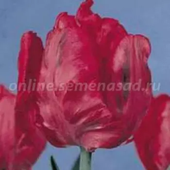 Тюльпан Попугайный Эрна Линдгрин (10 шт.)