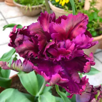 Тюльпан Попугайный Негрита Пэррот (10шт.)