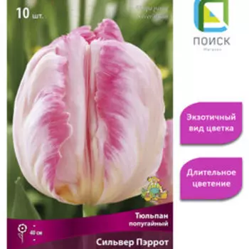 Тюльпан Попугайный Сильвер Пэррот (10шт.)