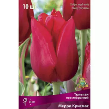 Тюльпан Простой ранний Мерри Крисмас (10 шт.)