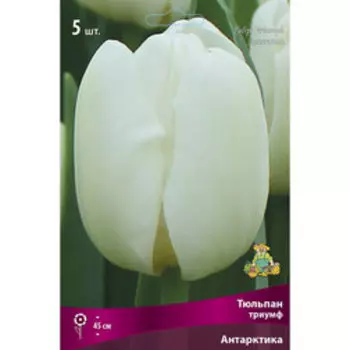 Тюльпан Триумф Антарктика 5шт