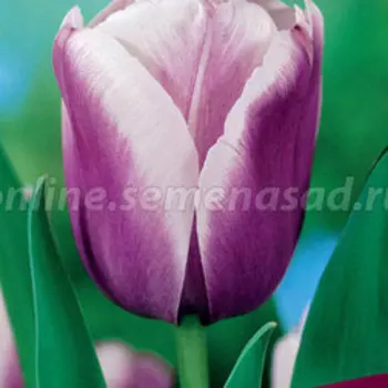 Тюльпан Триумф Атлантис (10 шт.)