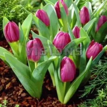 Тюльпан триумф Бейби Блу (10 шт.)