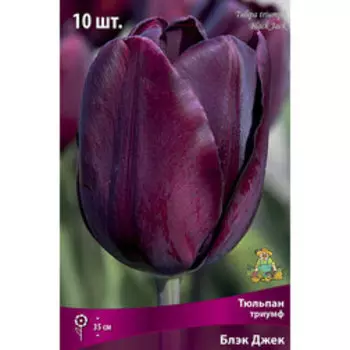 Тюльпан триумф Блэк Джек (10 шт.)