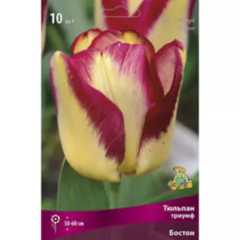 Тюльпан триумф Бостон (10 шт.)