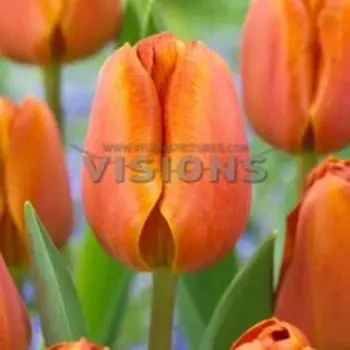 Тюльпан триумф Браун Шугар (10 шт.)