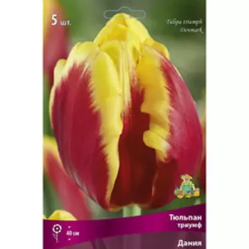 Тюльпан Триумф Дания (5 шт.)