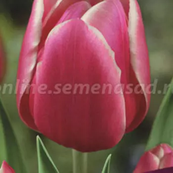 Тюльпан Триумф Дебютант (10 шт.)