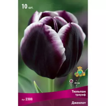 Тюльпан Триумф Джекпот (10 шт.)