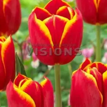 Тюльпан триумф Флайинг Дрэгон (10 шт.)