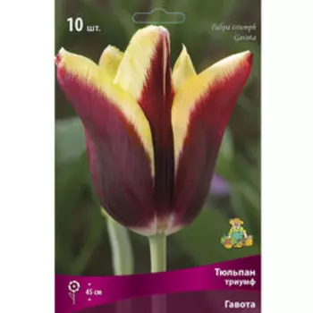 Тюльпан Триумф Гавота (10 шт.)