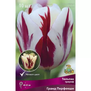 Тюльпан триумф Гранд Перфекшн (10 шт.)