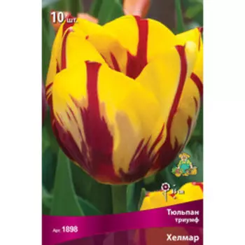 Тюльпан триумф Хелмар (10 шт.)