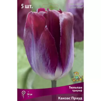Тюльпан Триумф Канзас Прауд 12+