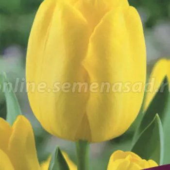 Тюльпан Триумф Карактер (10 шт.)