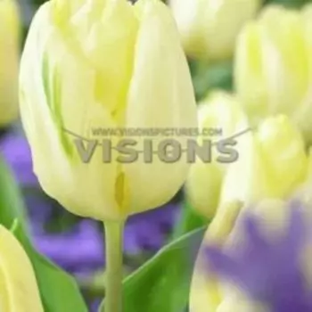 Тюльпан триумф Крем Флаг (10 шт.)