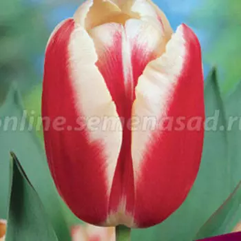 Тюльпан Триумф Лин ван дер Марк (10 шт.)