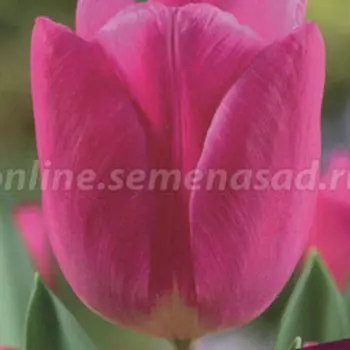 Тюльпан Триумф Маратон Чемпион (10 шт.)