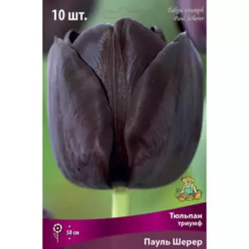 Тюльпан Триумф Пауль Шерер (10 шт.)