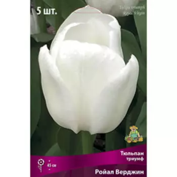 Тюльпан Триумф Ройал Верджин 5шт