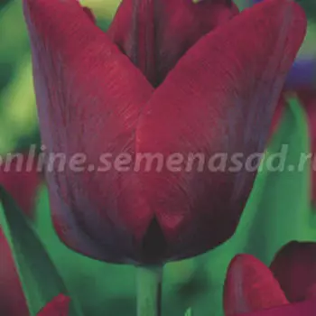Тюльпан Триумф Роналдо (10 шт.)