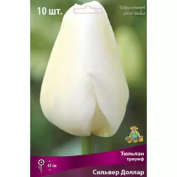 Тюльпан Триумф Сильвер Доллар (10 шт.)