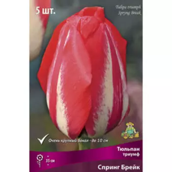 Тюльпан Триумф Спринг Брейк (5 шт.)