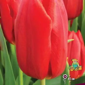 Тюльпан триумф Стронг Файр (5 шт.)