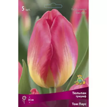 Тюльпан Триумф Том Паус (5 шт.)