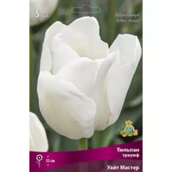 Тюльпан Триумф Уайт Мастер (5 шт.)