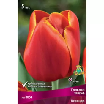 Тюльпан Триумф Веранди (5 шт.)