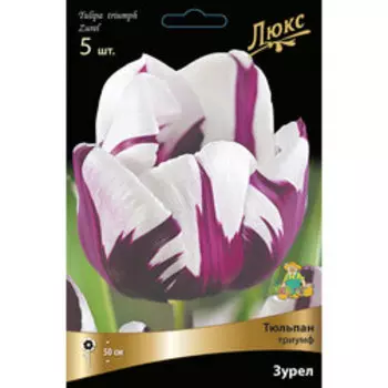 Тюльпан Триумф Зурел (5 шт.)