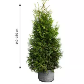 Туя западная Брабант (Н140-160)