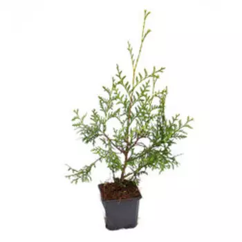 Туя западная Брабант (Р9 h15-20)