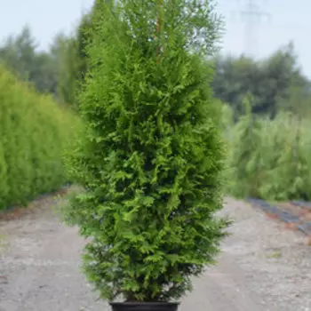Туя западная Брабант (С2/3 H40-60)