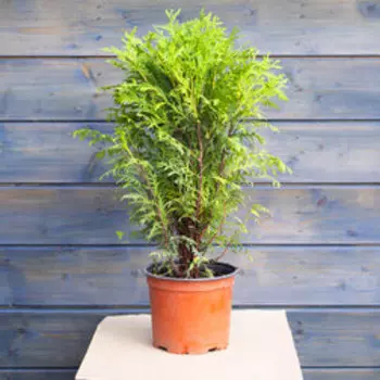 Туя западная Глобоза (С3 Н30-40)