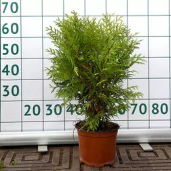 Туя западная Глобоза (С7,5 Н40-50)