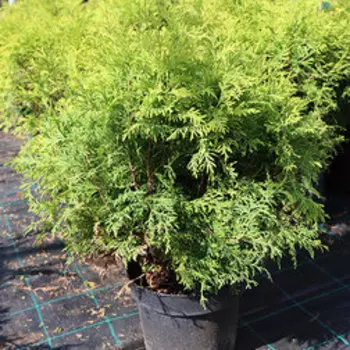 Туя западная Голден Глоб (V.7.5л.Н30-40)