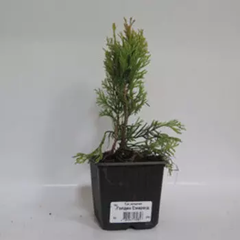 Туя западная Голден Смарагд (Р9)