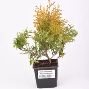 Туя западная Йеллоу Рибон (Р9)