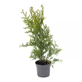 Туя западная Кинг оф Брабант (Р9)