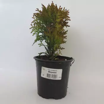 Туя западная Мириам (Р9)