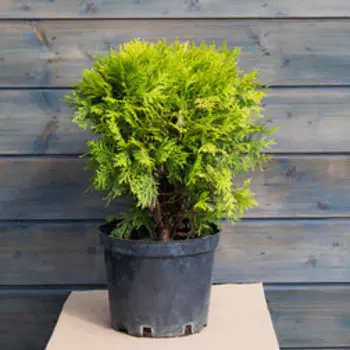 Туя западная Мириам (С5 H25-30)