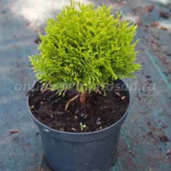 Туя западная Мириам (V2л.H20-25)