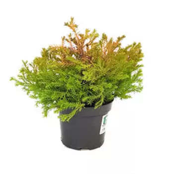 Туя западная Рейнголд (Р9)